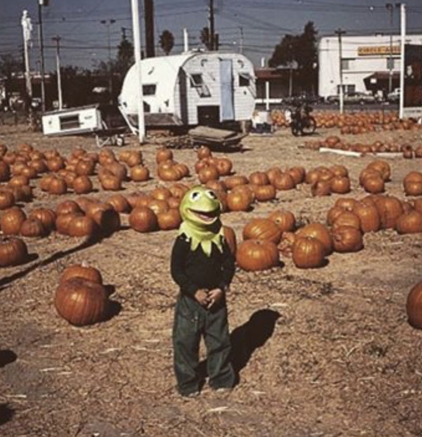 kermit pumpkin patch